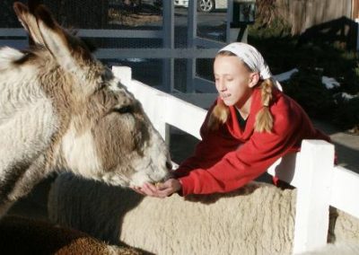 feeding donkey